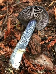 Entoloma subcarneum