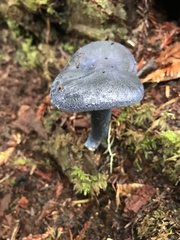 Entoloma subcarneum