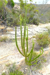 Aspalathus laricifolia