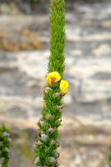 Aspalathus laricifolia