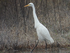 Ardea intermedia