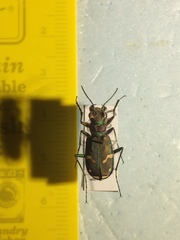 Cicindela limbalis