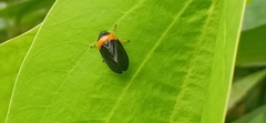 Phymatostetha