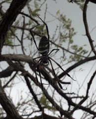 Nephila comorana