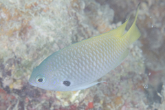 Pomacentrus nigromarginatus