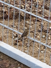 Passer domesticus