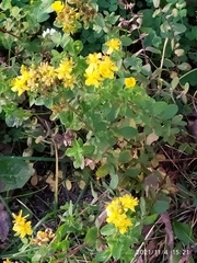 Hypericum maculatum