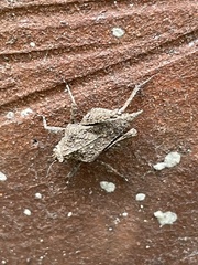 Dasyleurotettix infaustus