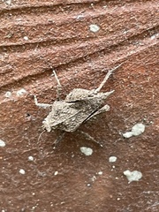 Dasyleurotettix infaustus