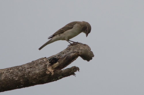 Yellow-spotted Bush Sparrow (Gymnoris pyrgita)