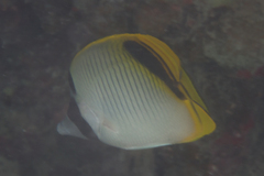 Chaetodon oxycephalus