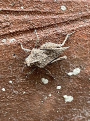 Dasyleurotettix infaustus