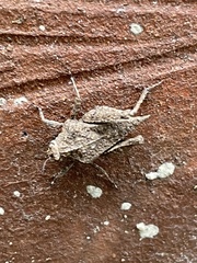 Dasyleurotettix infaustus