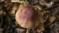 Agaricus globocystidiatus