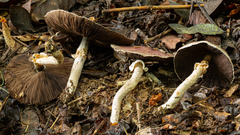 Agaricus globocystidiatus