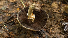 Agaricus globocystidiatus