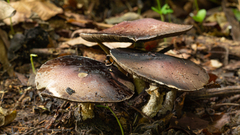 Agaricus globocystidiatus