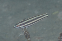 Halichoeres prosopeion