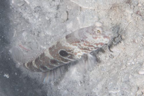 Target prawn-goby (Cryptocentrus strigilliceps) — Gobiidae — 5