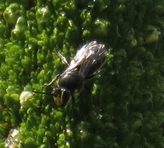 Hylaeus alcyoneus