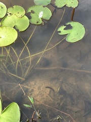 Nymphoides indica