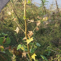 Ripariosida hermaphrodita