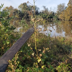 Ripariosida hermaphrodita