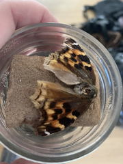 Nymphalis