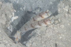 Amblyeleotris masuii