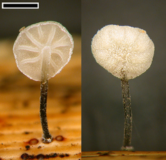 Marasmiellus bonii