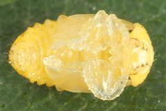 Chrysomela