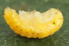 Chrysomela