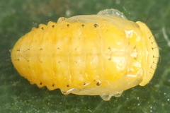 Chrysomela