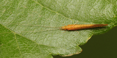 Nectopsyche muhni