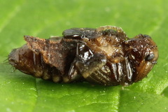 Chrysomela