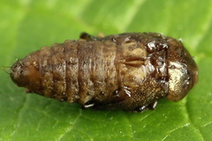 Chrysomela