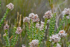 Paranomus spathulatus