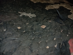 Hemidactylus platyurus