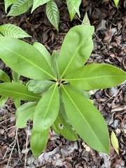 Myrsine cubana