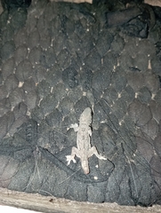 Hemidactylus platyurus