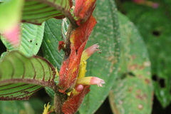 Columnea rubriacuta