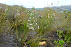 Paranomus spathulatus