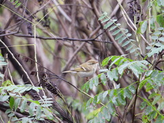 Phylloscopus inornatus