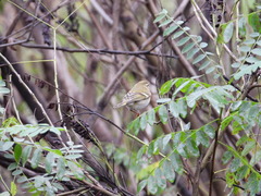 Phylloscopus inornatus