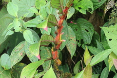 Columnea rubriacuta
