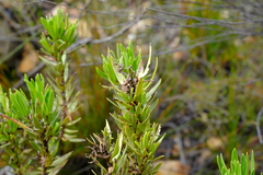 Lobostemon decorus