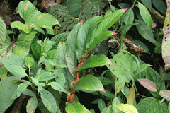 Columnea rubriacuta