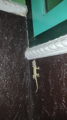 Gekko gecko