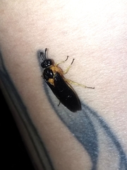 Pachylosticta plaumanni