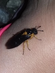 Pachylosticta plaumanni